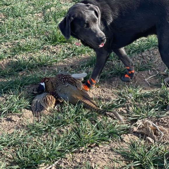 Meet your Posher, Kyle - Picture 1 of 1